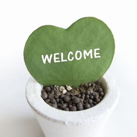 welcome